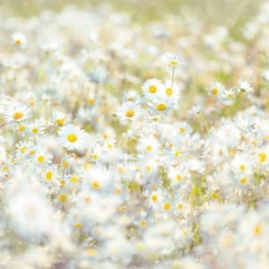Fotobehang - Daisies 368x254cm - Papierbehang