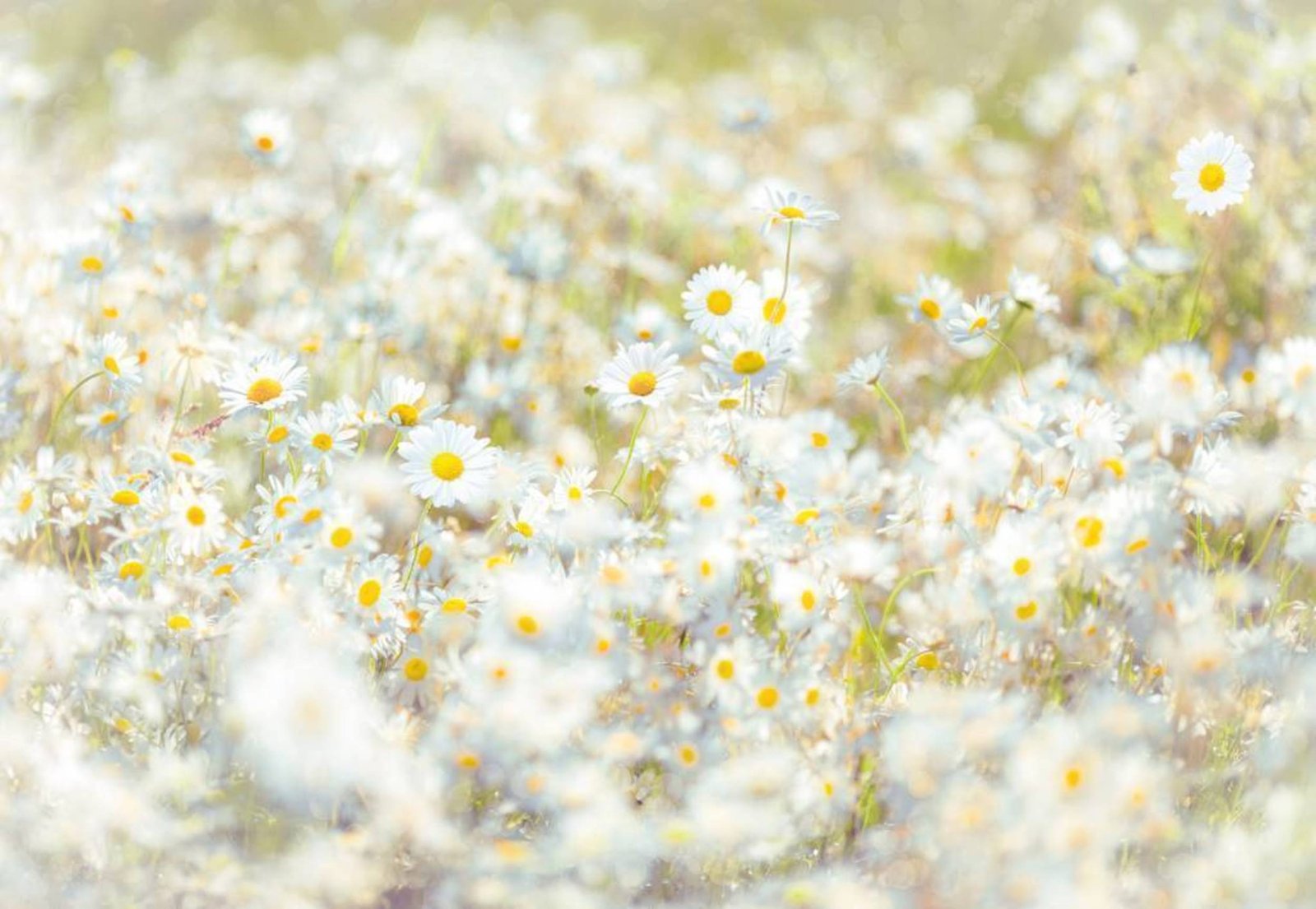 Fotobehang - Daisies 368x254cm - Papierbehang 1 Fotobehang - Daisies 368x254cm - Papierbehang