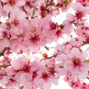 Fotobehang - Apple Blossom 225x250cm - Vliesbehang