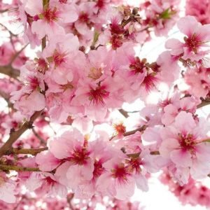 Fotobehang - Apple Blossom 375x250cm - Vliesbehang