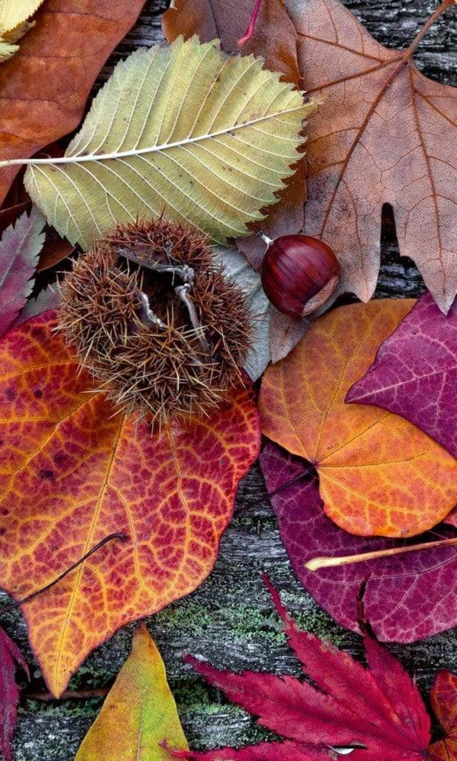 Fotobehang - Autumn Leaves 150x250cm - Vliesbehang 1 Fotobehang - Autumn Leaves 150x250cm - Vliesbehang