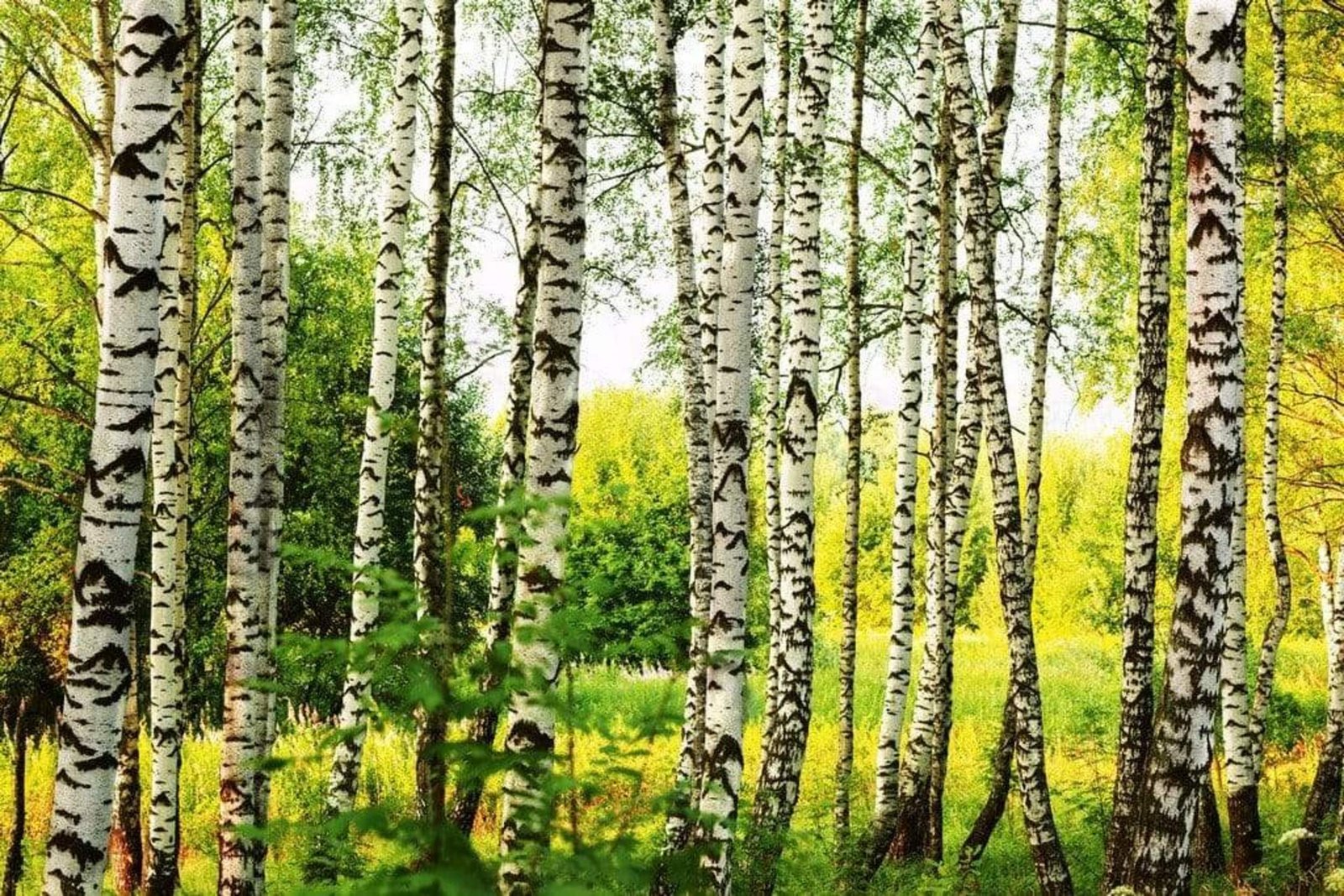 Fotobehang - Birch Forest 375x250cm - Vliesbehang 1 Fotobehang - Birch Forest 375x250cm - Vliesbehang