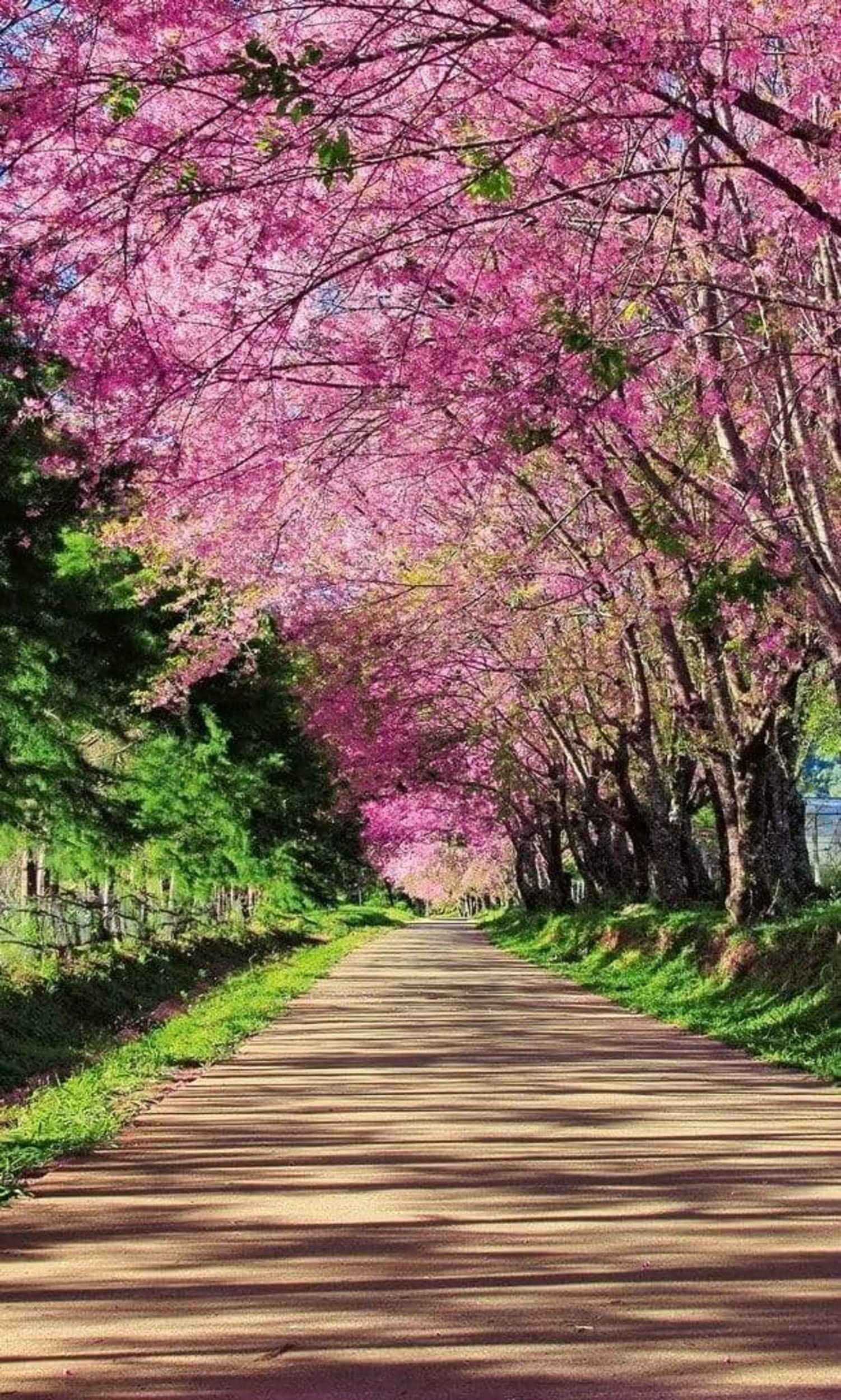 Fotobehang - Blossom Alley 150x250cm - Vliesbehang 1 Fotobehang - Blossom Alley 150x250cm - Vliesbehang