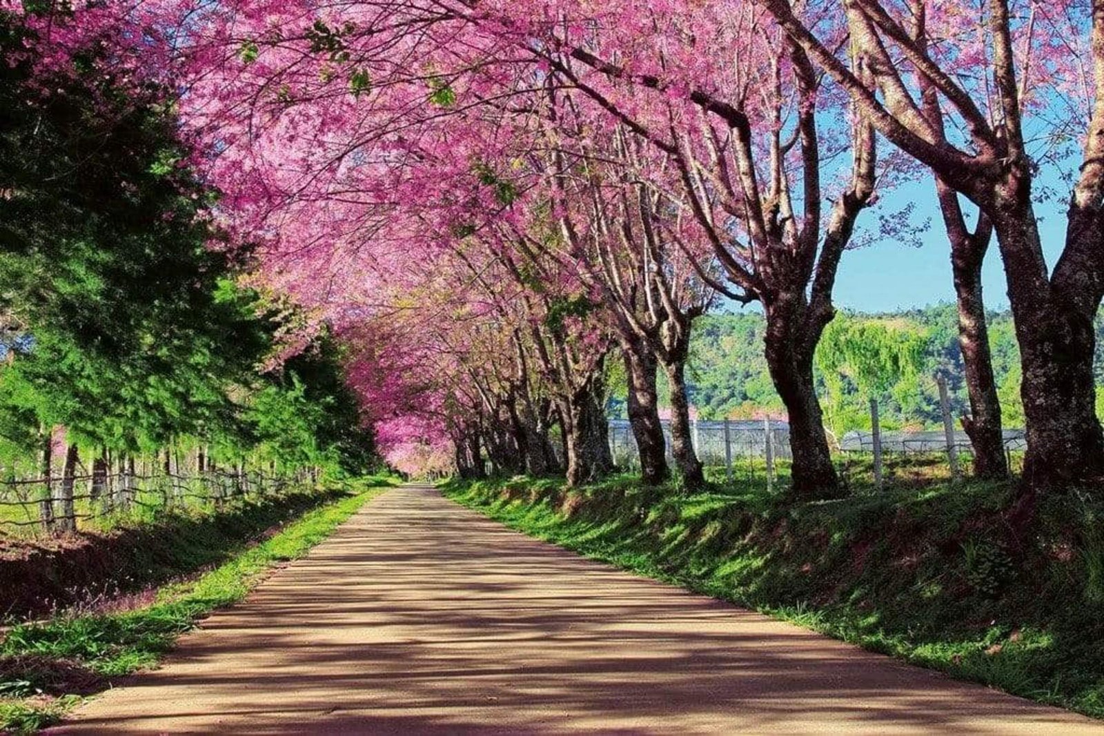 Fotobehang - Blossom Alley 375x250cm - Vliesbehang 1 Fotobehang - Blossom Alley 375x250cm - Vliesbehang