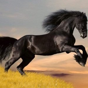 Fotobehang - Horse 375x250cm - Vliesbehang