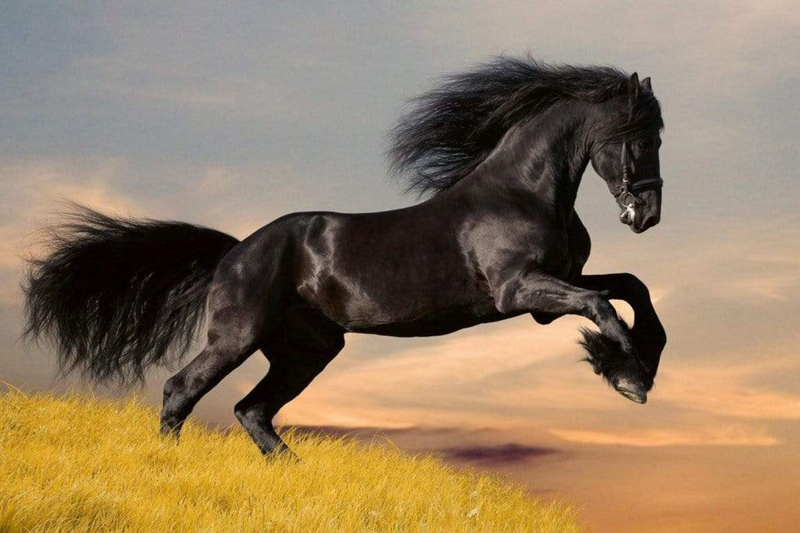 Fotobehang - Horse 375x250cm - Vliesbehang 1 Fotobehang - Horse 375x250cm - Vliesbehang