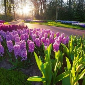 Fotobehang - Hyacint Flowers 375x250cm - Vliesbehang
