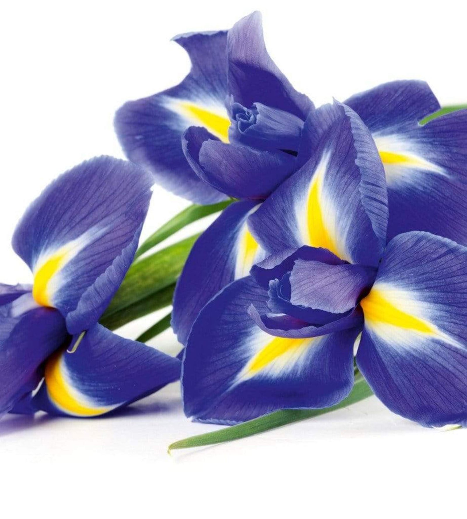 Fotobehang - Iris 225x250cm - Vliesbehang 1 Fotobehang - Iris 225x250cm - Vliesbehang