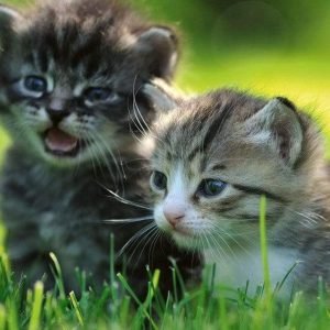 Fotobehang - Kittens 150x250cm - Vliesbehang