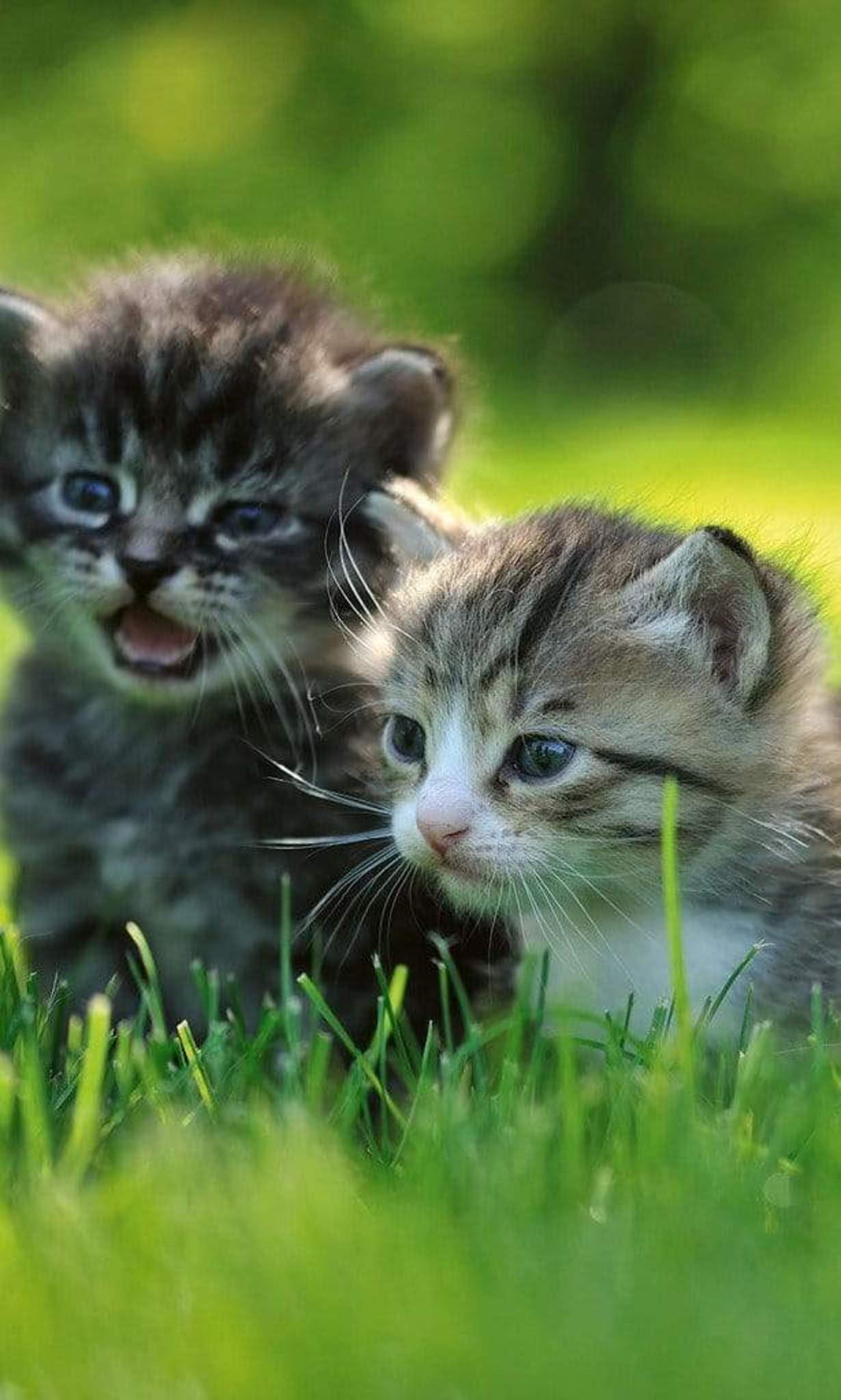 Fotobehang - Kittens 150x250cm - Vliesbehang 1 Fotobehang - Kittens 150x250cm - Vliesbehang