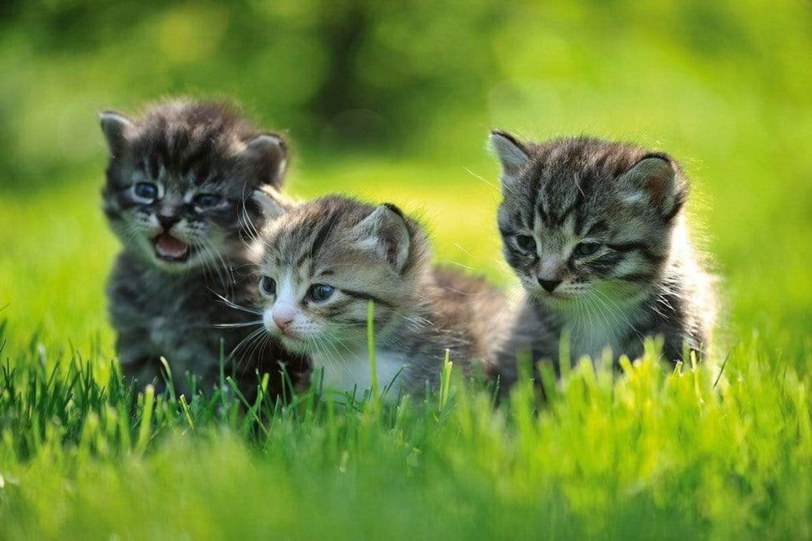 Fotobehang - Kittens 375x250cm - Vliesbehang 1 Fotobehang - Kittens 375x250cm - Vliesbehang