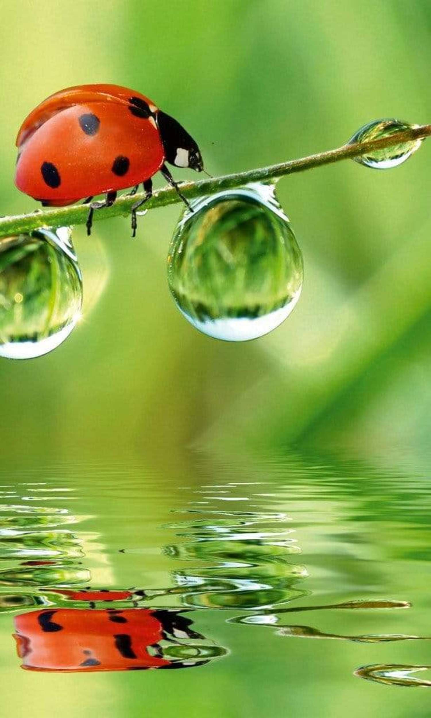 Fotobehang - Ladybird 150x250cm - Vliesbehang 1 Fotobehang - Ladybird 150x250cm - Vliesbehang
