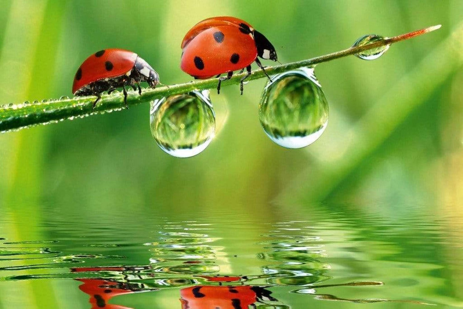 Fotobehang - Ladybird 375x250cm - Vliesbehang 1 Fotobehang - Ladybird 375x250cm - Vliesbehang