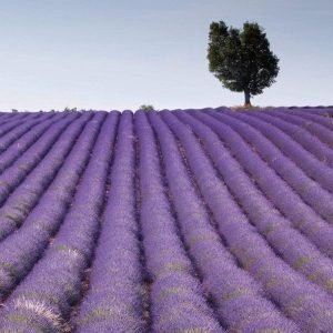 Fotobehang - Lavender Field 225x250cm - Vliesbehang