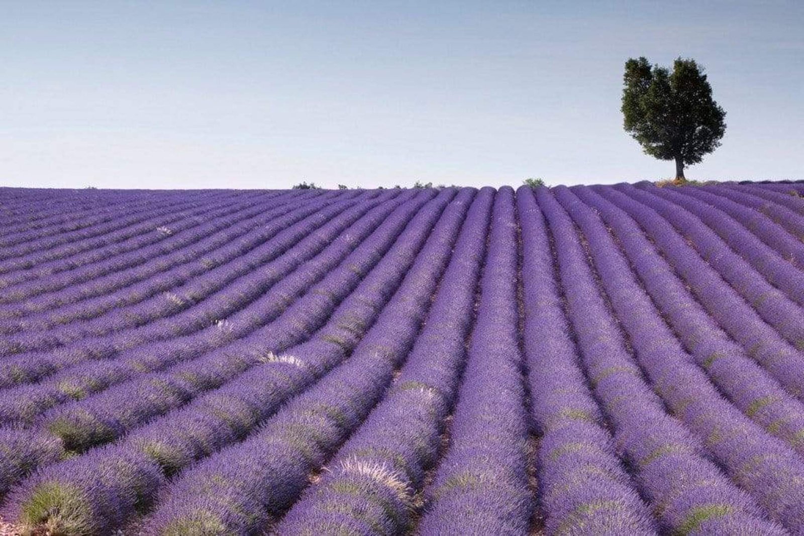 Fotobehang - Lavender Field 375x250cm - Vliesbehang 1 Fotobehang - Lavender Field 375x250cm - Vliesbehang