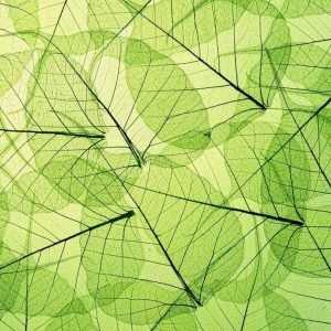 Fotobehang - Leaf Veins 375x250cm - Vliesbehang