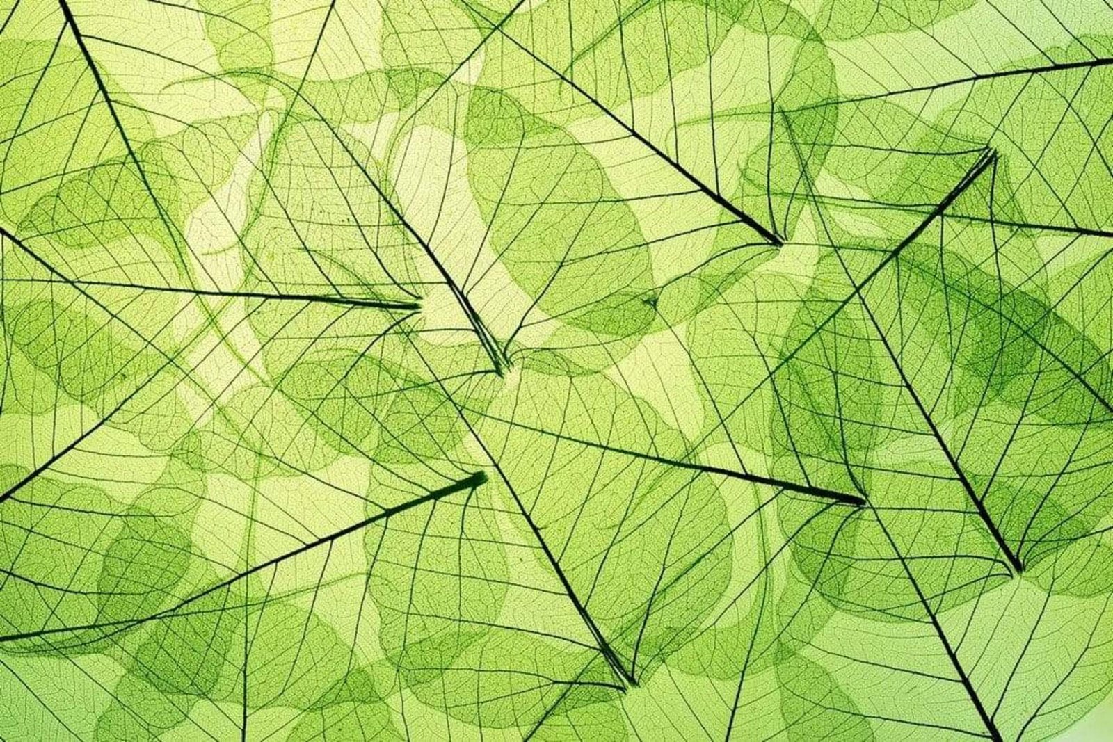Fotobehang - Leaf Veins 375x250cm - Vliesbehang 1 Fotobehang - Leaf Veins 375x250cm - Vliesbehang