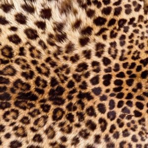 Fotobehang - Leopard Skin 225x250cm - Vliesbehang