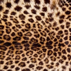 Fotobehang - Leopard Skin 375x250cm - Vliesbehang