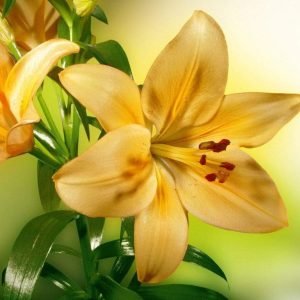 Fotobehang - Lily 225x250cm - Vliesbehang