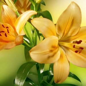 Fotobehang - Lily 375x250cm - Vliesbehang