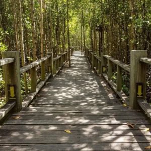 Fotobehang - Mangrove Forest 375x250cm - Vliesbehang