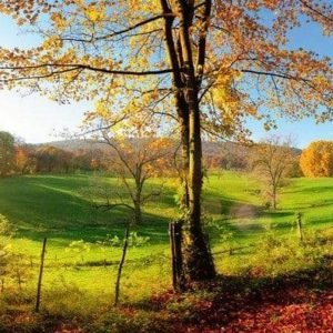 Fotobehang - Meadow 375x150cm - Vliesbehang