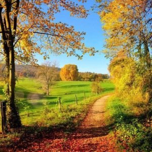 Fotobehang - Meadow 375x250cm - Vliesbehang
