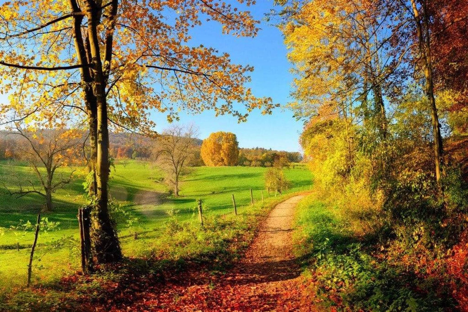 Fotobehang - Meadow 375x250cm - Vliesbehang 1 Fotobehang - Meadow 375x250cm - Vliesbehang