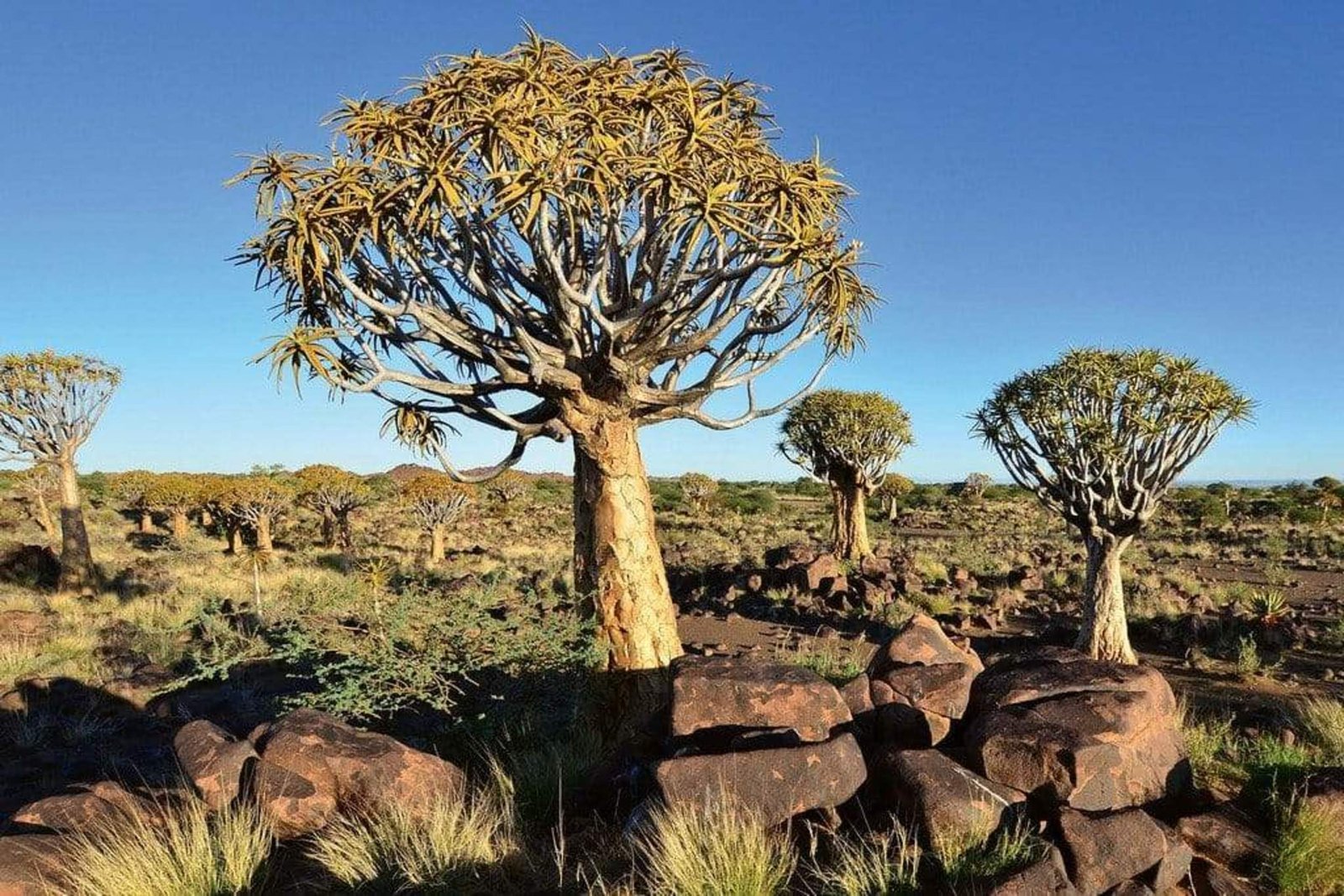 Fotobehang - Namibia 375x250cm - Vliesbehang 1 Fotobehang - Namibia 375x250cm - Vliesbehang