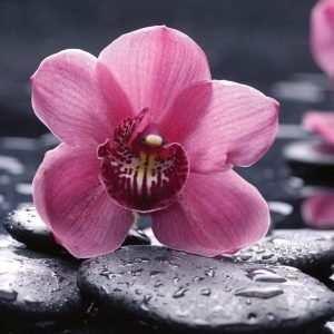 Fotobehang - Orchid 225x250cm - Vliesbehang