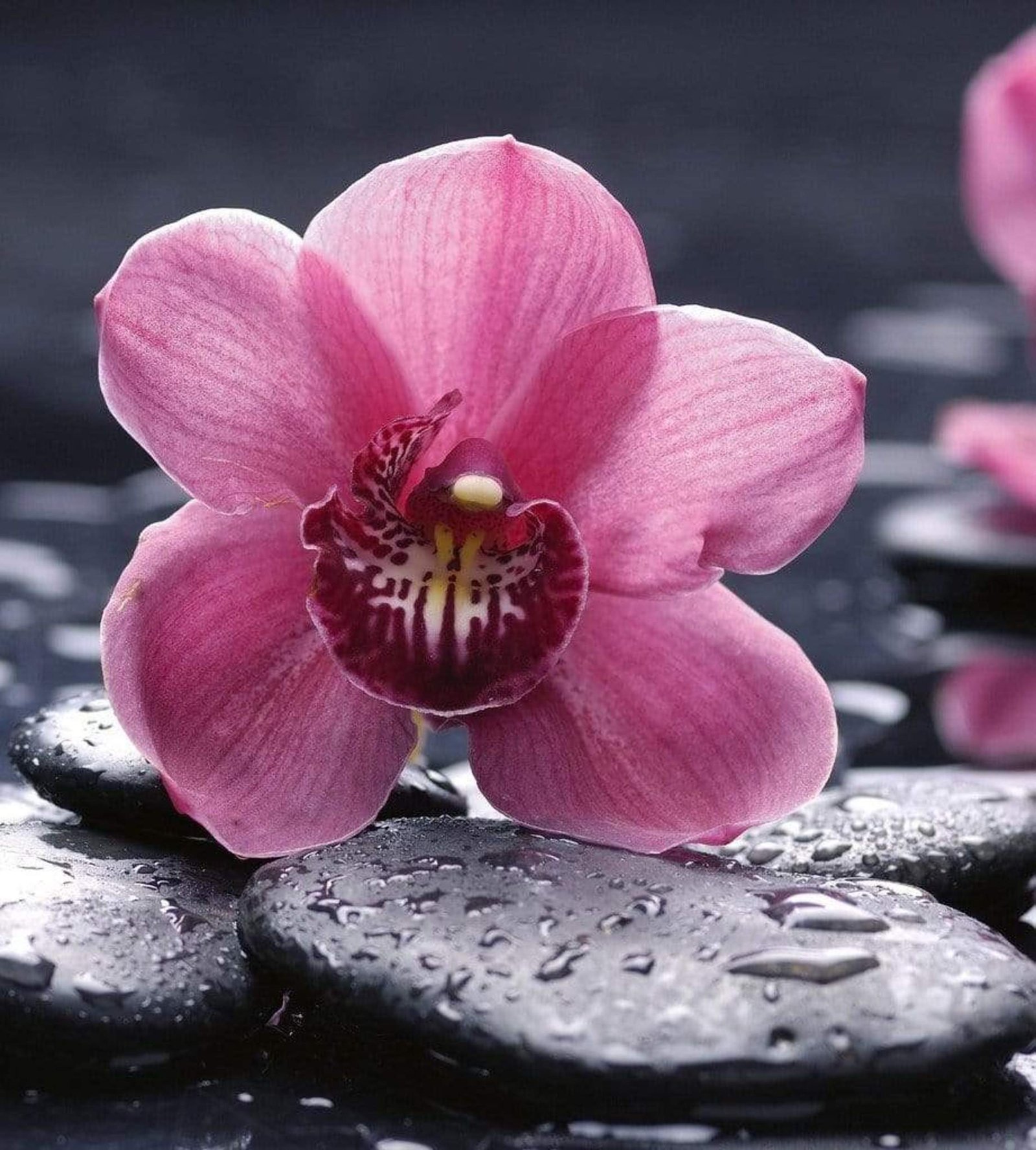 Fotobehang - Orchid 225x250cm - Vliesbehang 1 Fotobehang - Orchid 225x250cm - Vliesbehang