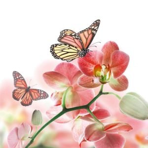 Fotobehang - Orchids and Butterfly 225x250cm - Vliesbehang