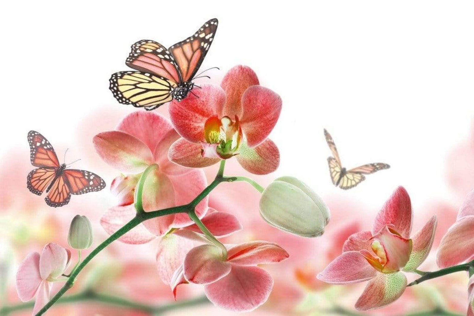 Fotobehang - Orchids and Butterfly 375x250cm - Vliesbehang 1 Fotobehang - Orchids and Butterfly 375x250cm - Vliesbehang