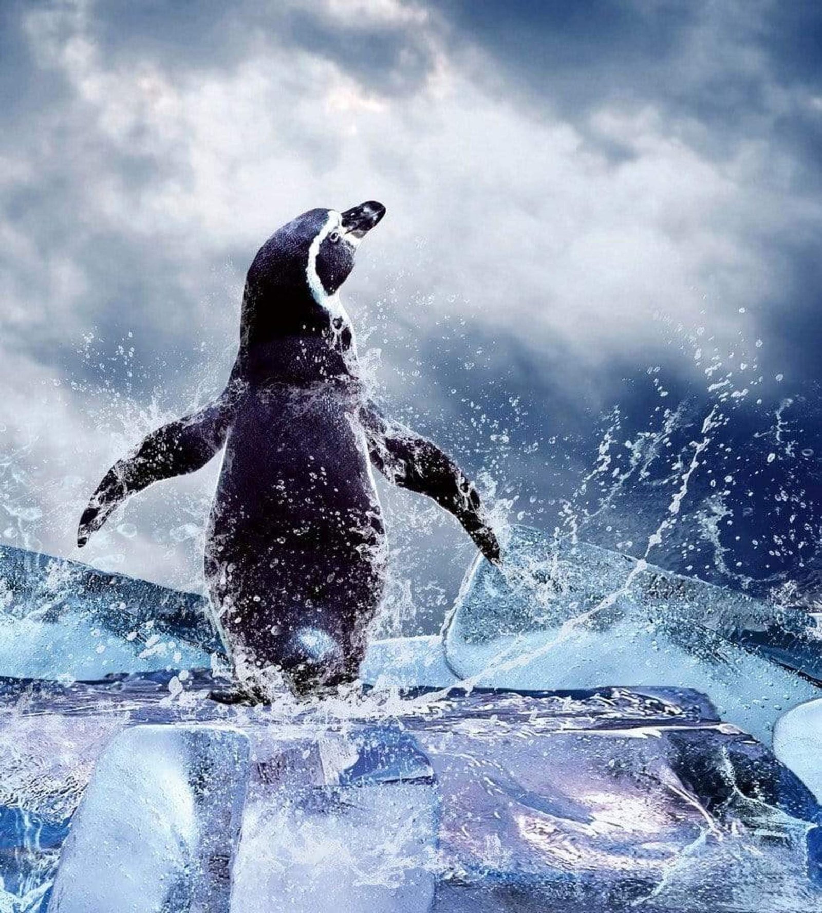 Fotobehang - Penguin 225x250cm - Vliesbehang 1 Fotobehang - Penguin 225x250cm - Vliesbehang