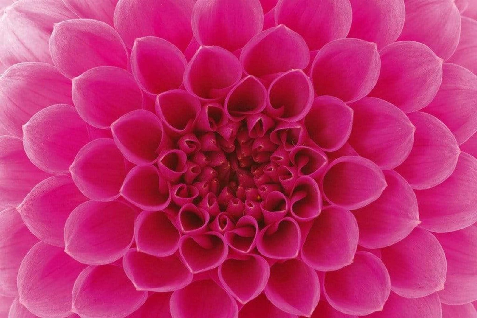 Fotobehang - Pink Dahlia 375x250cm - Vliesbehang 1 Fotobehang - Pink Dahlia 375x250cm - Vliesbehang