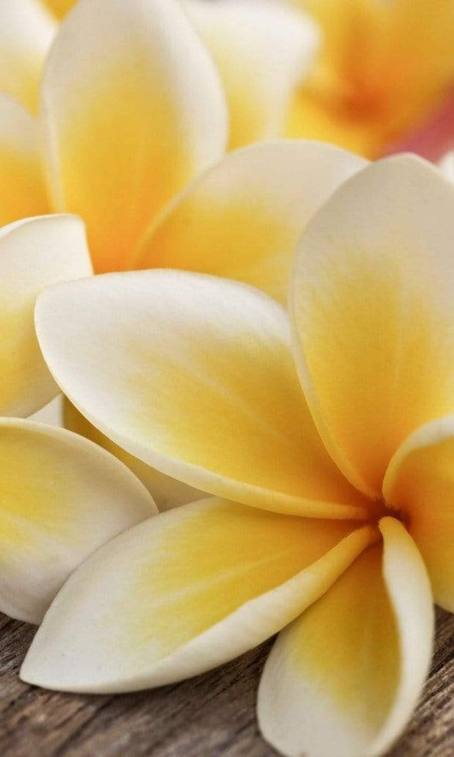 Fotobehang - Plumeria 150x250cm - Vliesbehang 1 Fotobehang - Plumeria 150x250cm - Vliesbehang