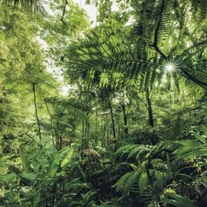 Fotobehang - Into The Jungle 400x250cm - Vliesbehang