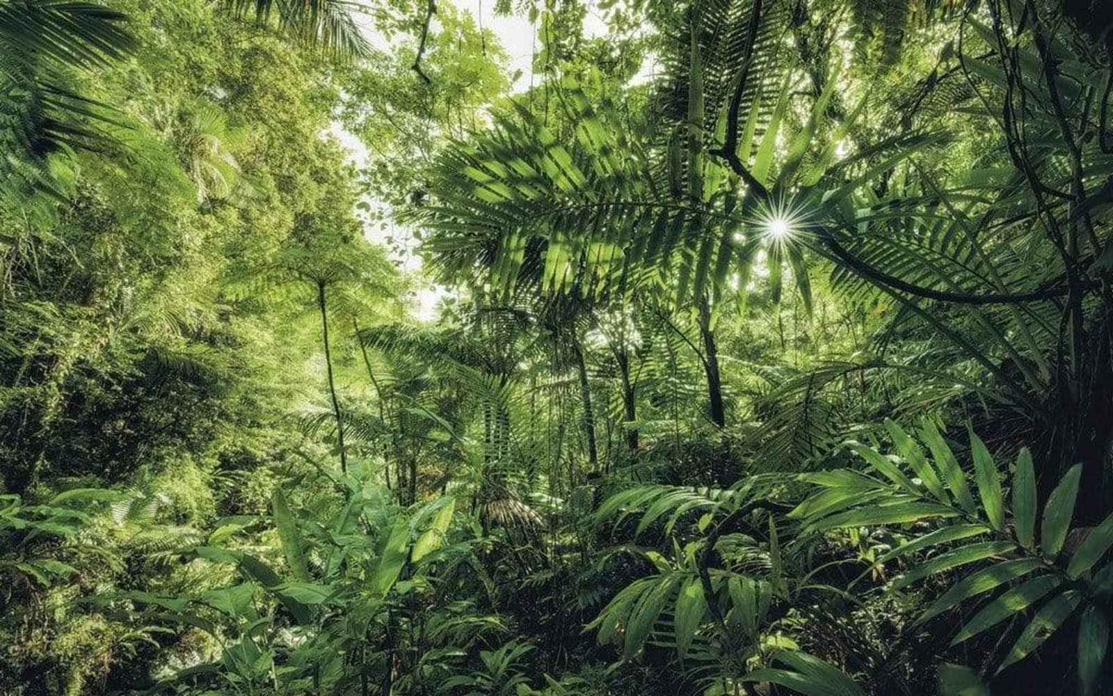 Fotobehang - Into The Jungle 400x250cm - Vliesbehang 1 Fotobehang - Into The Jungle 400x250cm - Vliesbehang