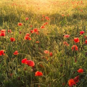 Fotobehang - Poppy World 250x280cm - Vliesbehang