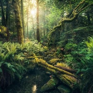 Fotobehang - Elves Cathedral 450x280cm - Vliesbehang