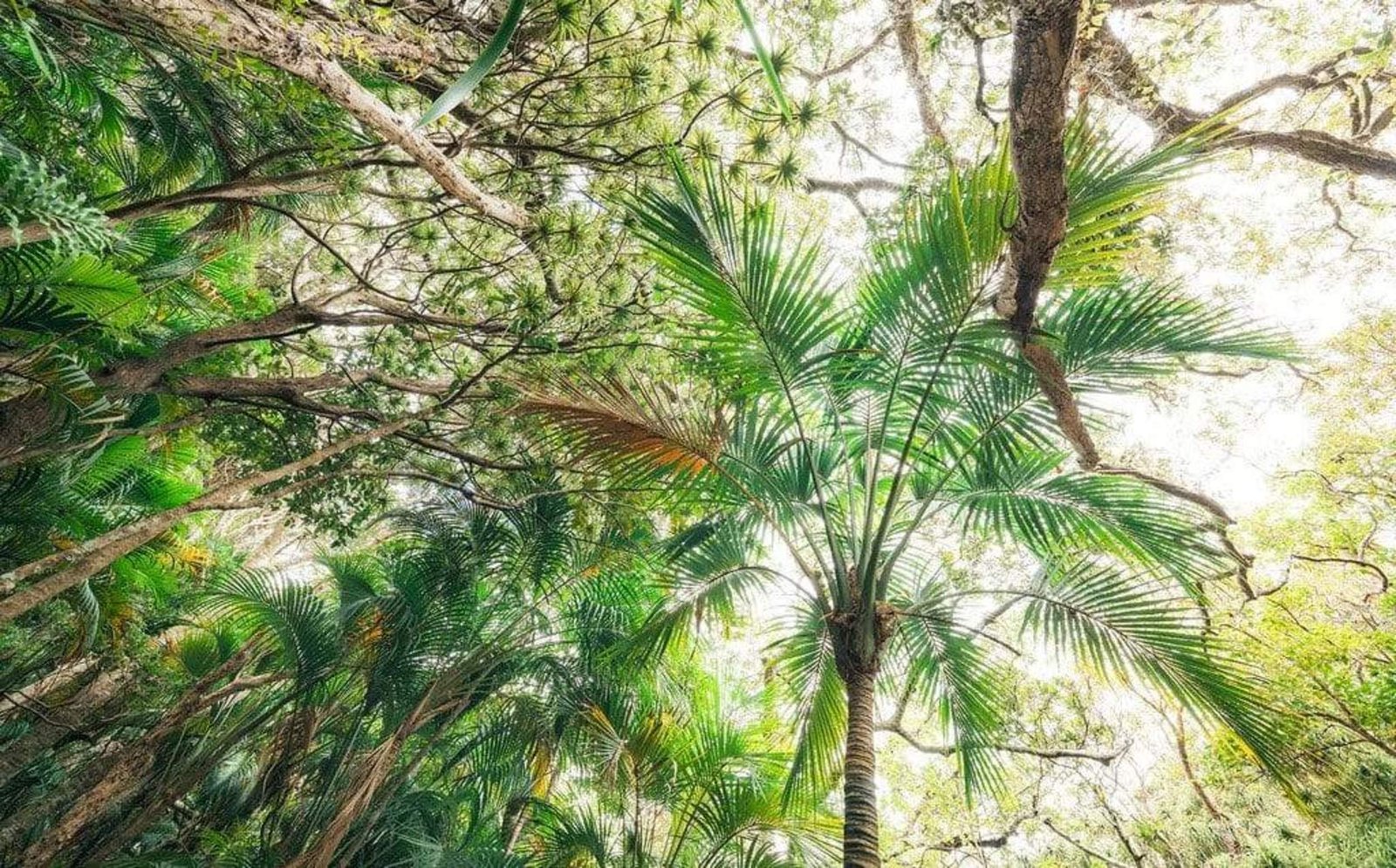 Fotobehang - Touch the Jungle 450x280cm - Vliesbehang 1 Fotobehang - Touch the Jungle 450x280cm - Vliesbehang